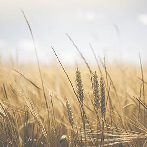 wheat-1845835_1920-1